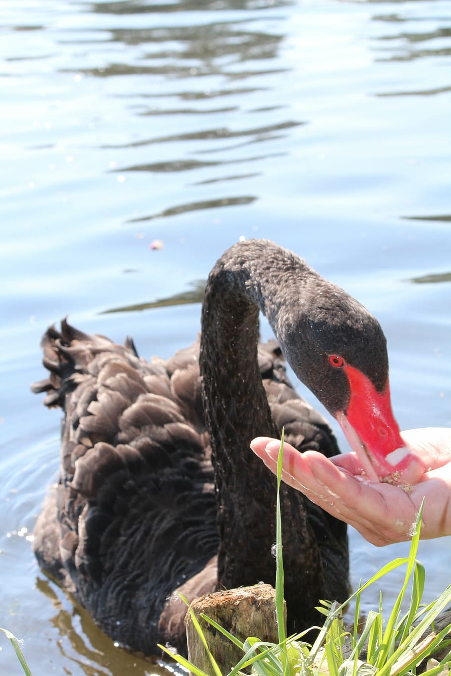 swan, black, feed, hand, lake, water, animal themes, bird, animals in the wild HD wallpaper