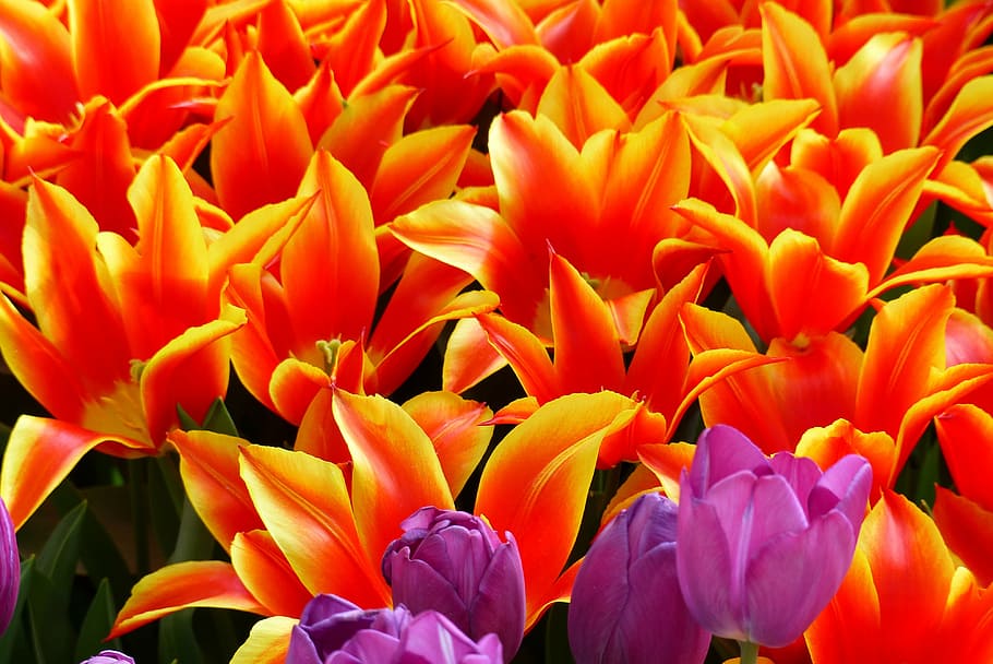 tulips, red, yellow border, flowering plant, petal, vulnerability HD wallpaper