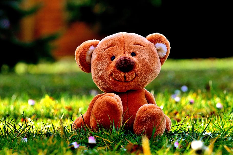 photography of brown bear plush toy on green grass, closeup, field