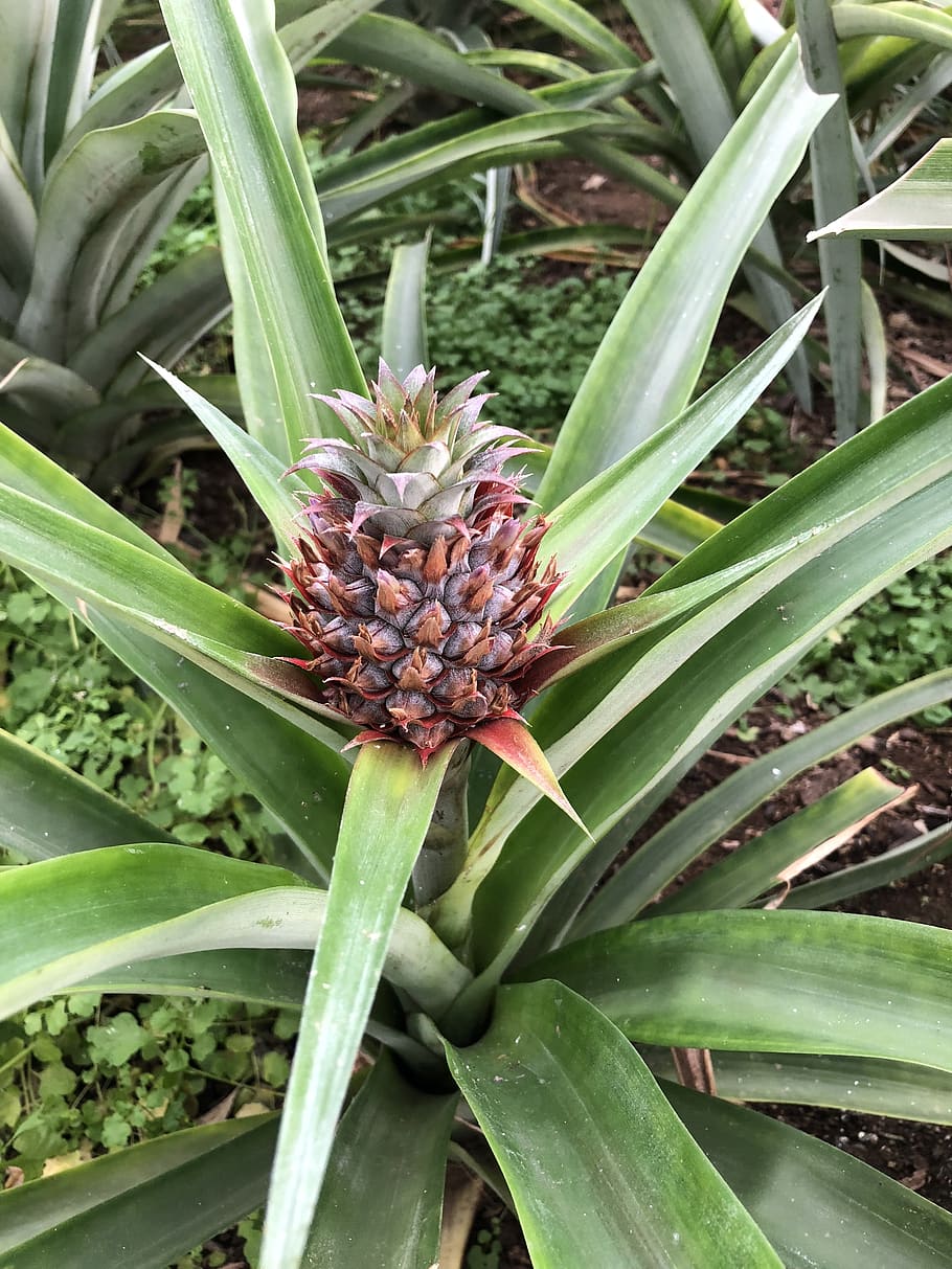 plant, pineapple, nature, growth, green color, leaf, plant part HD wallpaper