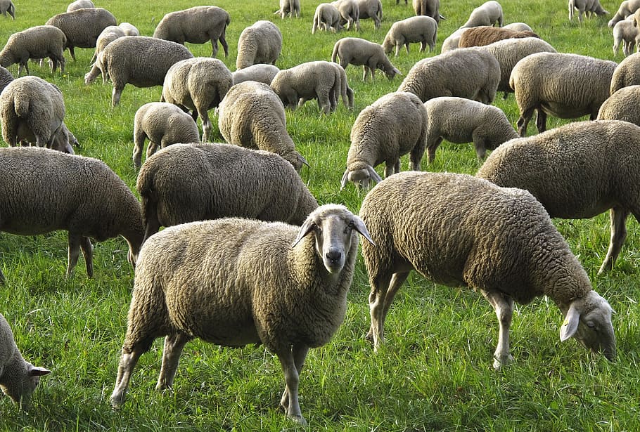 sheep, flock, flock of sheep, domestic sheep, animals, meadow, HD wallpaper