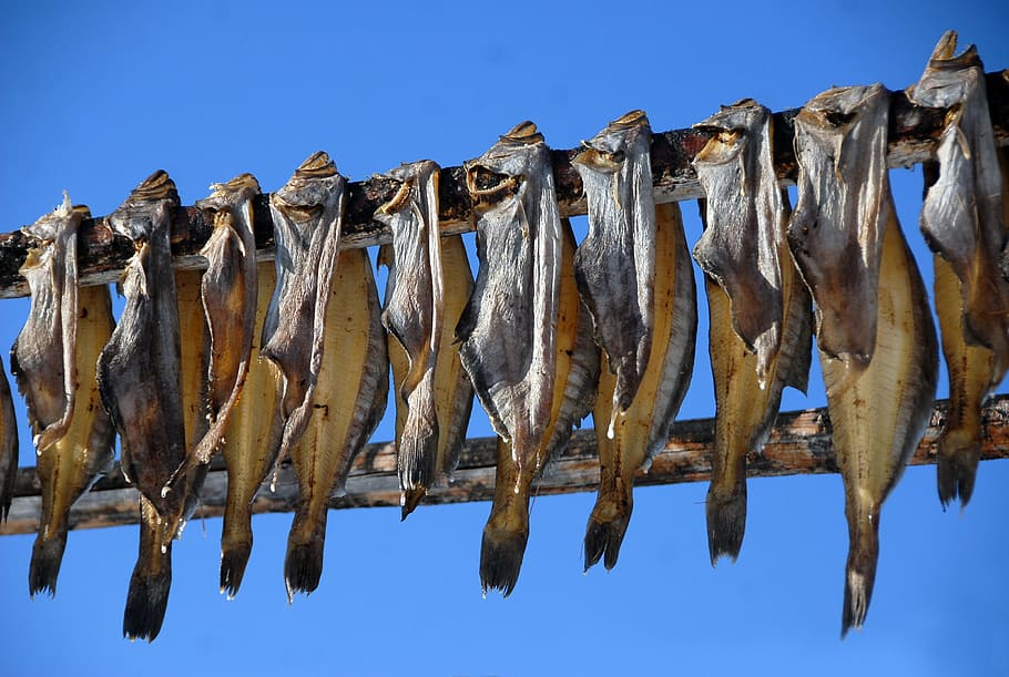 dried fishes hanging on stick, greenland, dörr fish, seafood, HD wallpaper