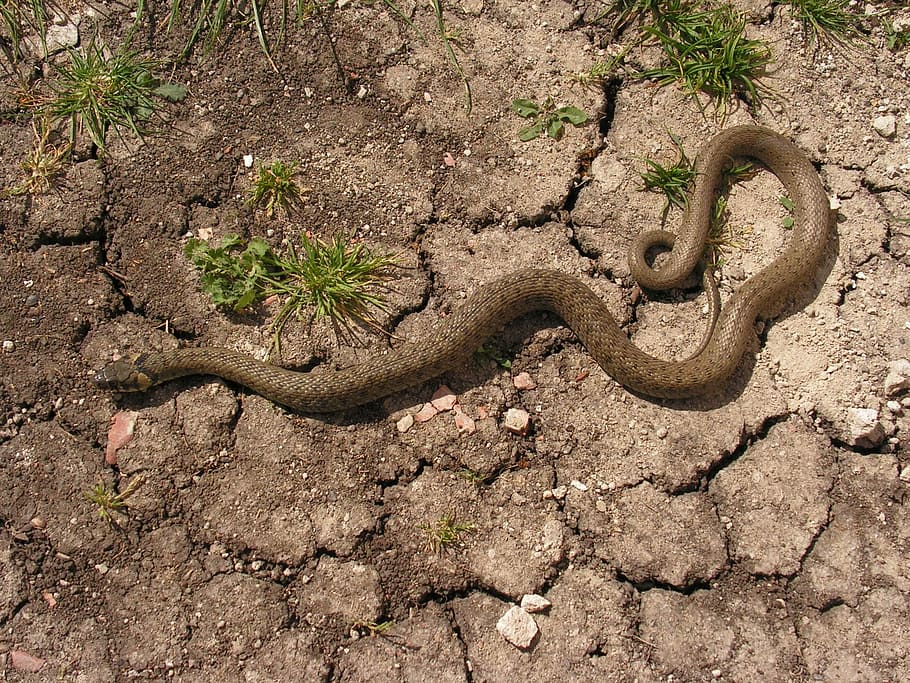 Snake, Natrix, Creepy, one animal, animals in the wild, reptile HD wallpaper