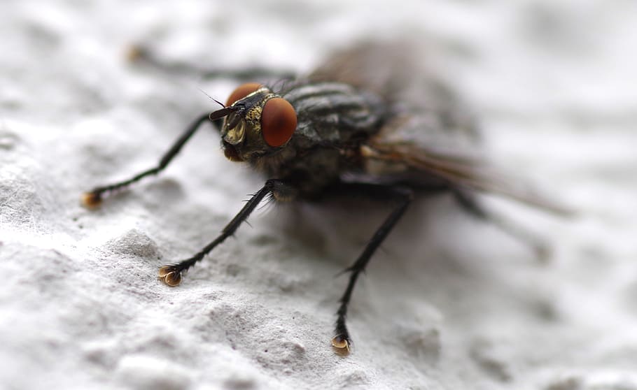 fly, insect, whopper, close, compound, housefly, invertebrate HD wallpaper