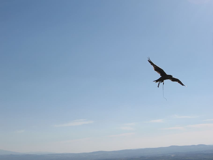 hawk, sky, fly, animal wildlife, animal themes, animals in the wild HD wallpaper