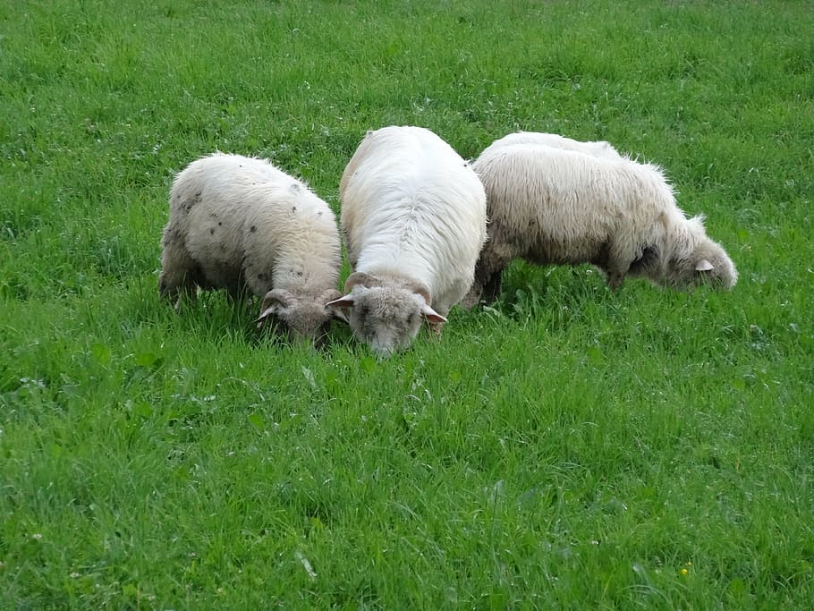 nature, meadow, grass, sheep, pasture land, rumination, animals HD wallpaper