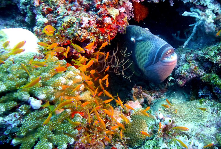 black fish about to surface inside corals, Trigger, Triggerfish