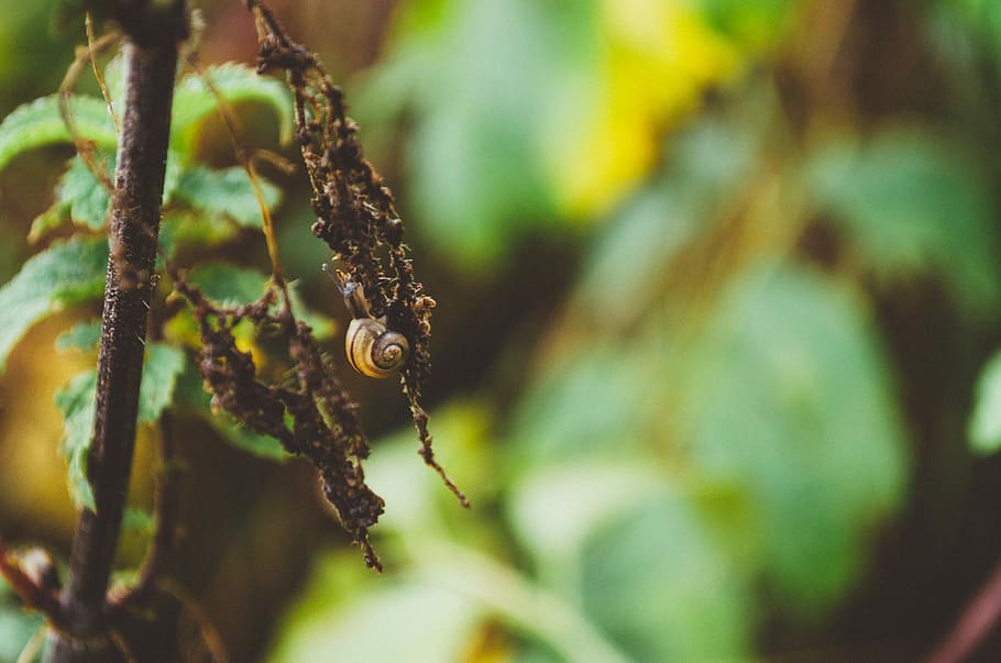 macro photography of dried leaf, brown snail on tree branch in tilt shift lens photography HD wallpaper