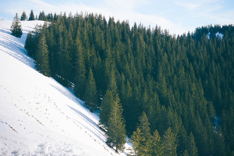 photo of green pine trees covered by snow, aerial photography of green pine trees and white snow HD wallpaper