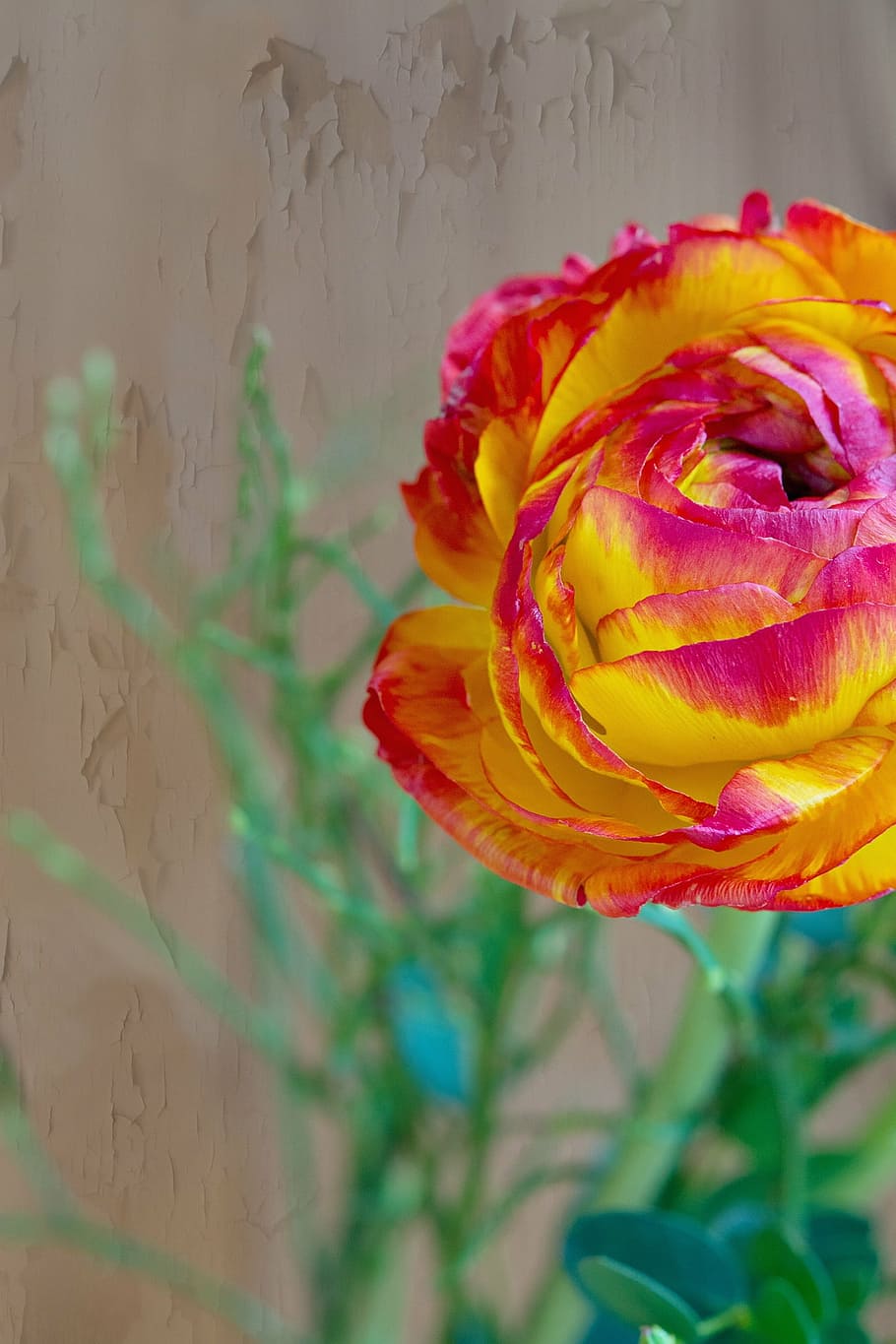 flower, ranunculus, red, orange, yellow, blossom, bloom, petals HD wallpaper