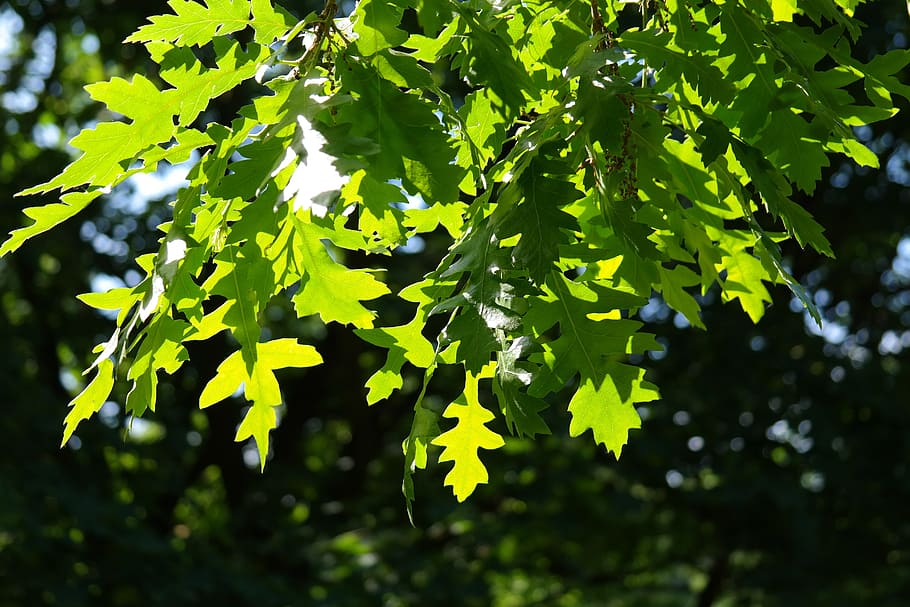 green leafed plant, Back Light, Shine, shine through, light green, HD wallpaper