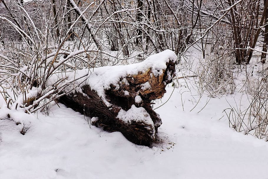 Winter, Twilight, Dark, Snow, Cold, grey, nature, wintry, winter impressions HD wallpaper