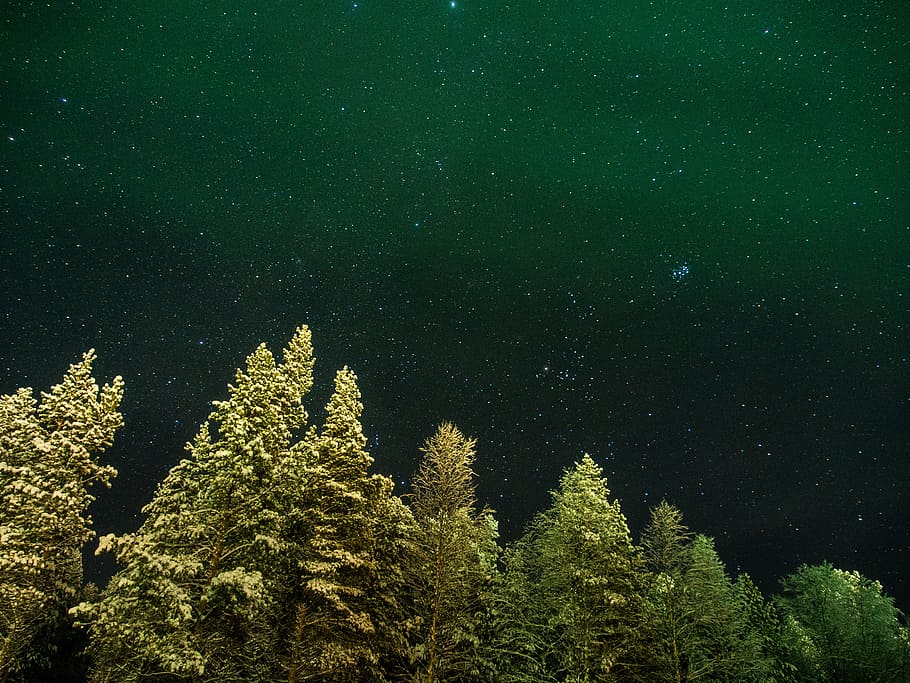 green trees, green trees under stars at nighttime, low angle HD wallpaper