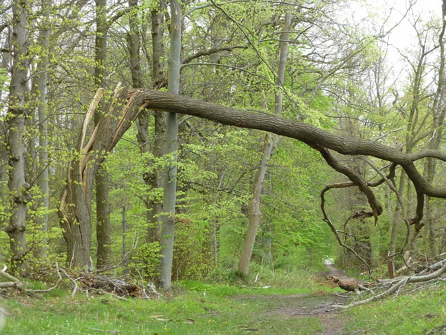 construction, forward, storm damage, xaver, tree, plant, forest HD wallpaper