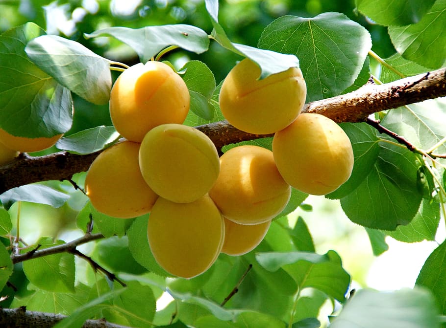 yellow fruit hanging on tree, Apricot, Harvest, Fruit, Tree HD wallpaper