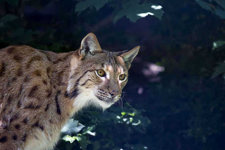 lynx, wildcat, predator, carnivore, undomesticated Cat, animal HD wallpaper