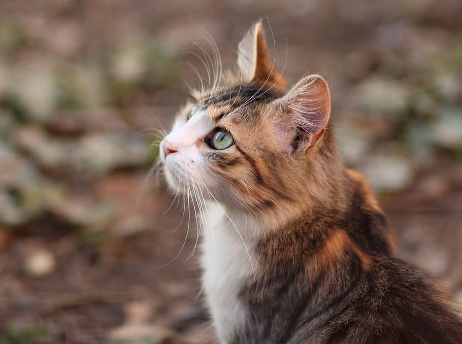 shallow focus of calico cat, coloring, pet, about, mammal, animal HD wallpaper