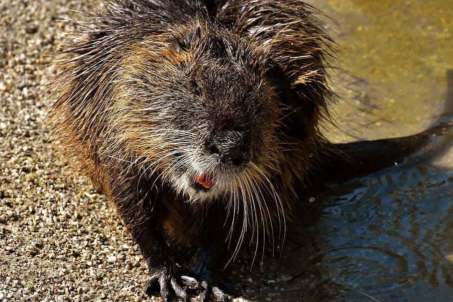 HD wallpaper: nutria, water rat, splashing, animal world, nature, fur ...