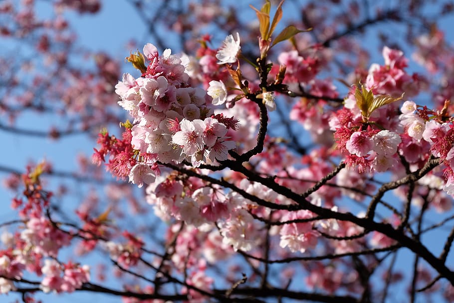 cherry blossom flowers, sakura, blossum, tokyo, japan, flowering plant HD wallpaper