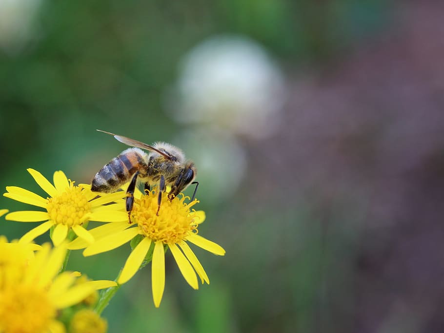bee, always, pollination, sprinkle, pollen, beekeeper, beekeeping HD wallpaper
