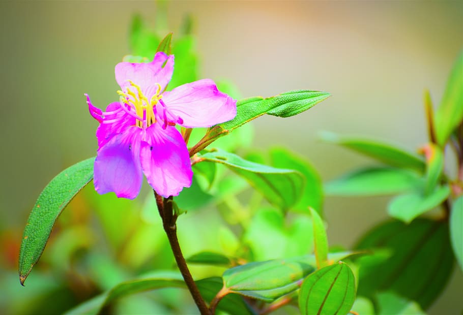 nature, flora, leaf, flower, closeup, flowering plant, freshness HD wallpaper