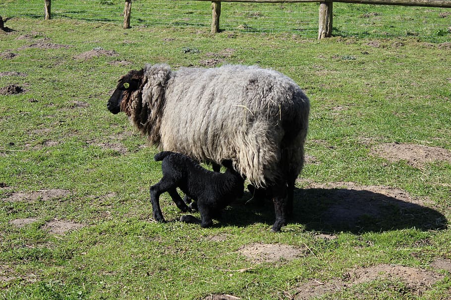 animal, sheep, lamb, feed, milk, drink, mammal, animal themes HD wallpaper