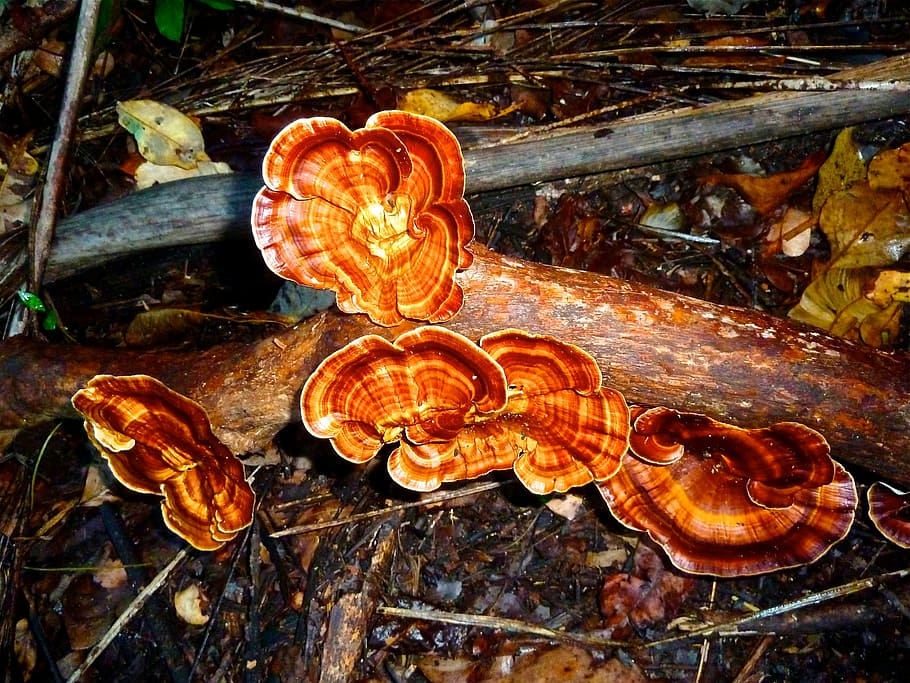 fungi, growth, red, orange, fungus, woods, color, organic, close-up HD wallpaper