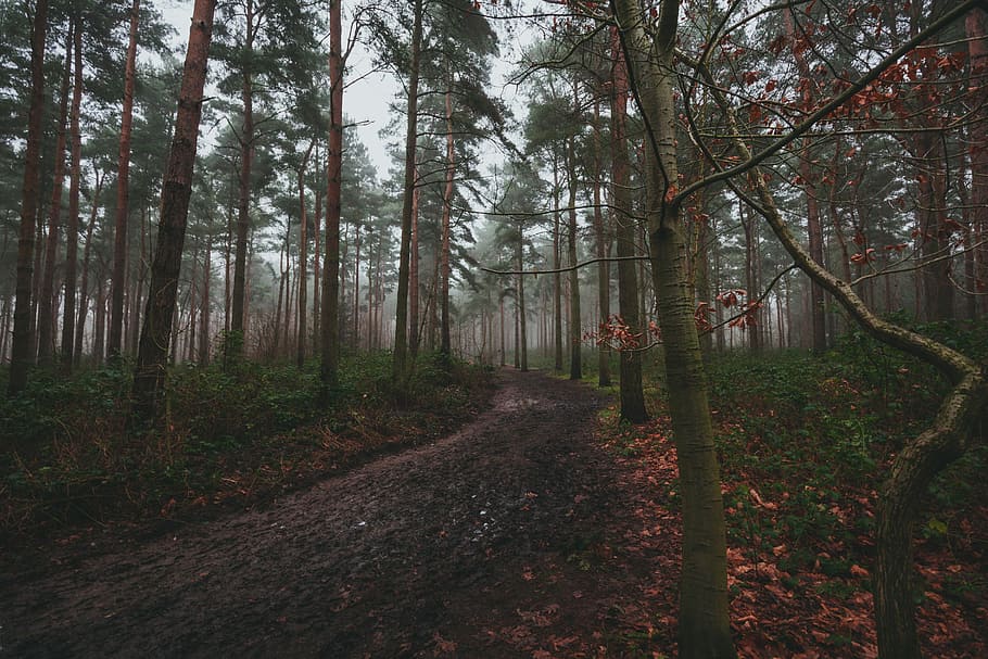 forest covered with fogs, pathway between green trees, woodland HD wallpaper