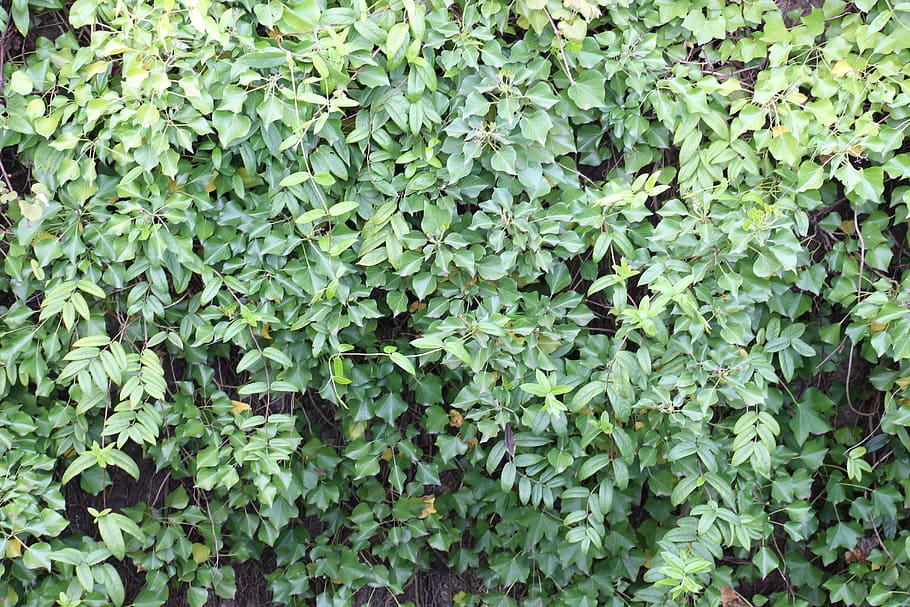 Bush, Pattern, Leaves, Nature, green, flora, garden, spring HD wallpaper