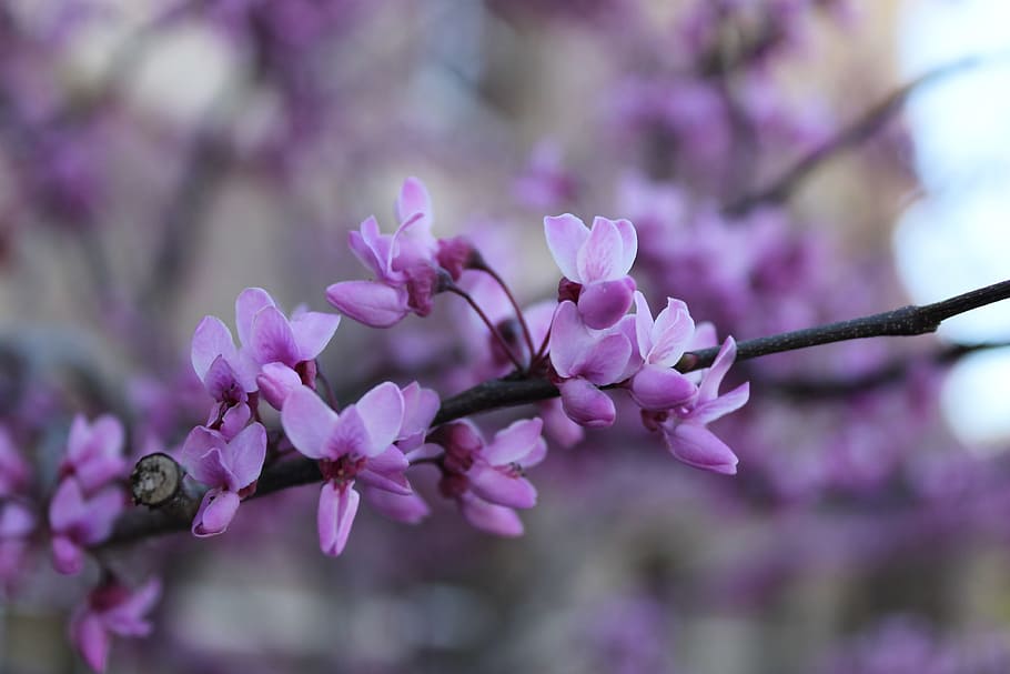Bloom, Spring, Blossom, Springtime, blooming, outdoor, season HD wallpaper