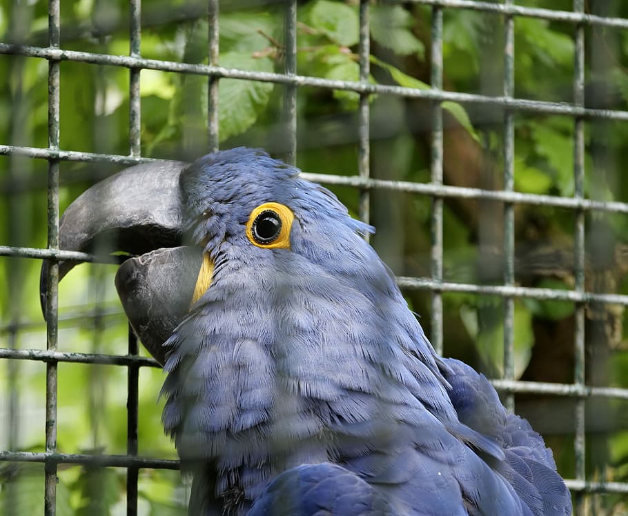 ara, bird, parrot, blue, bird park marlow, pretty, animal, animal world HD wallpaper