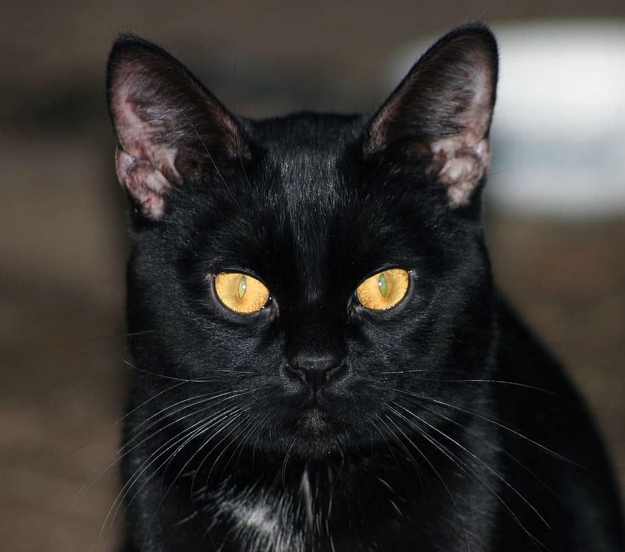 black cat, animal, domestic, pet, crature, eyes, yellow, ears, HD wallpaper