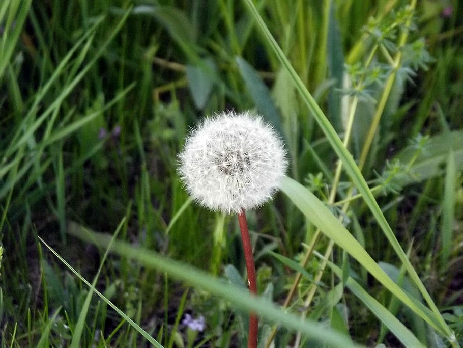 Dandelion, Wind, Nature, flower, growth, fragility, plant, vulnerability HD wallpaper