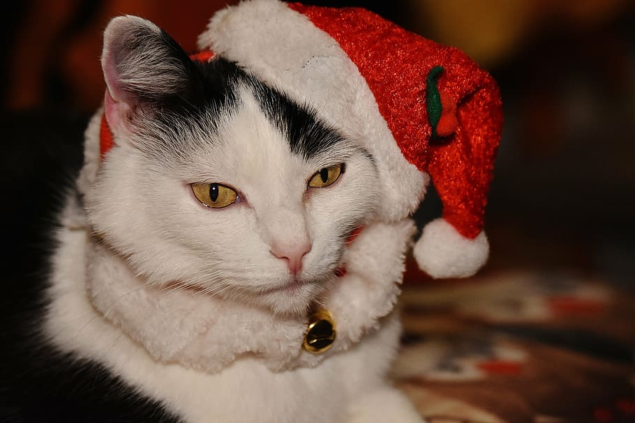 white short-fur cat, christmas, santa hat, funny, cute, sweet