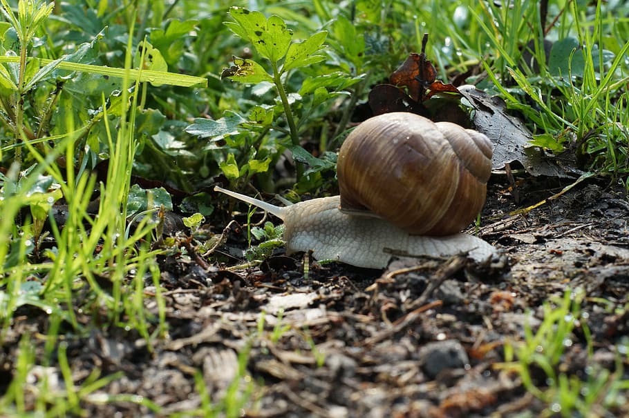 snail, shell, nature, slimy, animal, mollusk, leaf, gastropod HD wallpaper