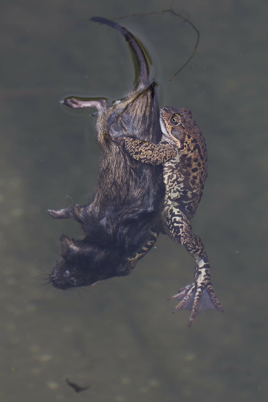 frog, mouse, pond, water, animal themes, animals in the wild HD wallpaper