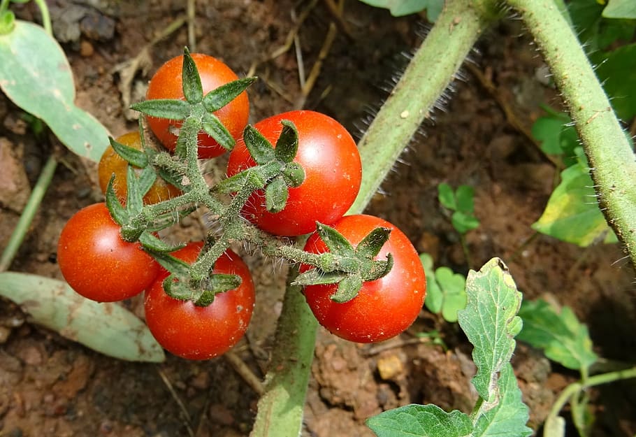cherry tomato, fruit, vegetable, ripe, red, food, fresh, plant HD wallpaper