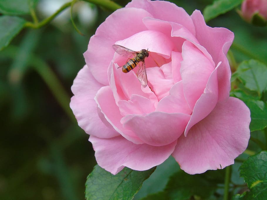 Rose, Pink, Fly, Insect, Garden, one animal, animal themes HD wallpaper
