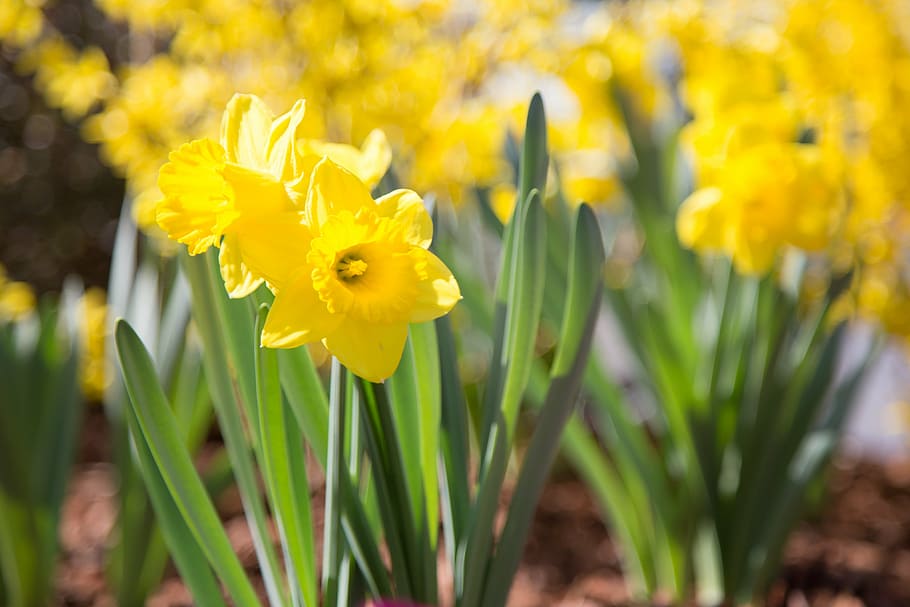 daffodils, flower, nature, flowering plant, yellow, beauty in nature HD wallpaper