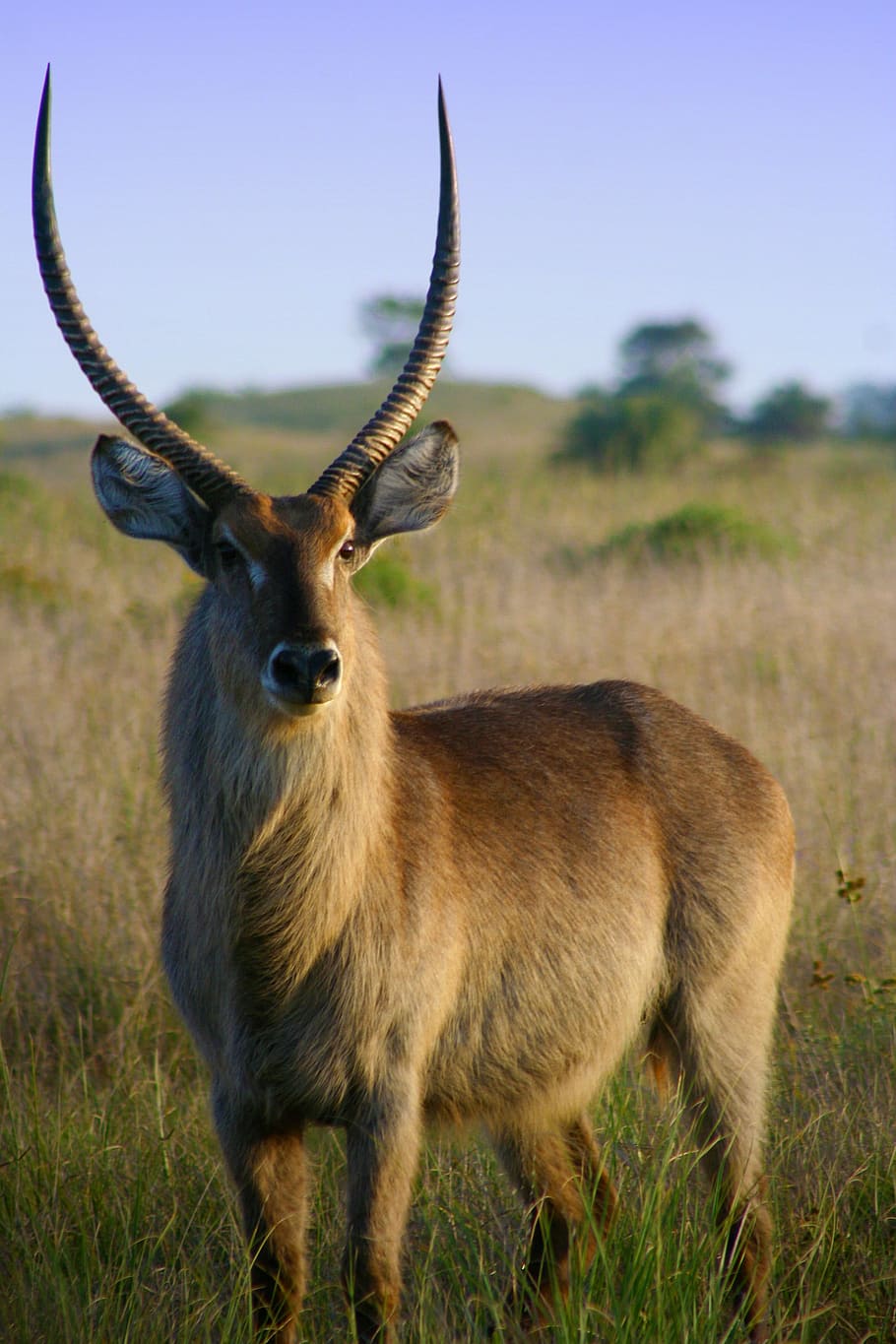 Beautiful Impala Antelope in the wild, animal, deer, photos, mammal, HD wallpaper