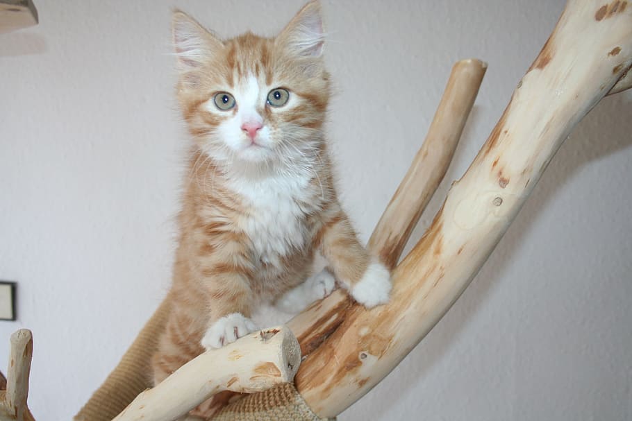 tabby cat on drift wood, main coon, maincoon, kitten, cat baby, HD wallpaper