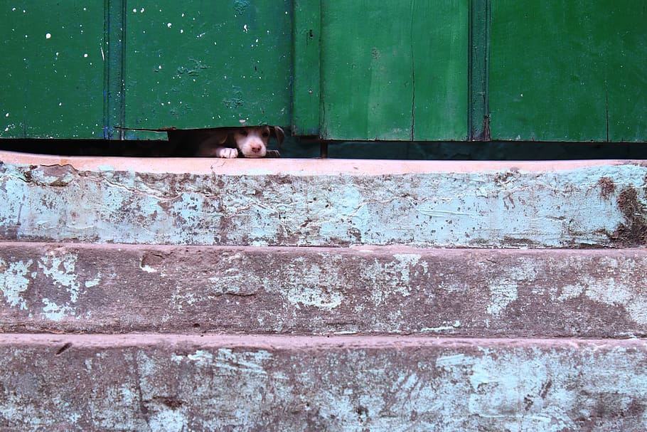 door, texture, old, one animal, mammal, pets, domestic, peeking HD wallpaper