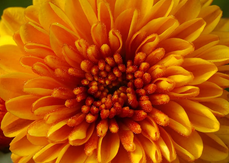Yellow, Spring, Spring Flowers, petal, fragility, flower head HD wallpaper