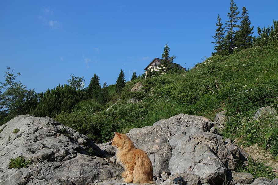 cat, mountains, hut, cottage, art, mammal, animal themes, one animal HD wallpaper
