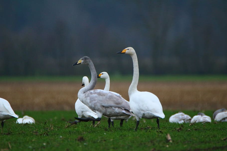 swan, whooper swan, bird, swans, flock of birds, migratory bird, HD wallpaper