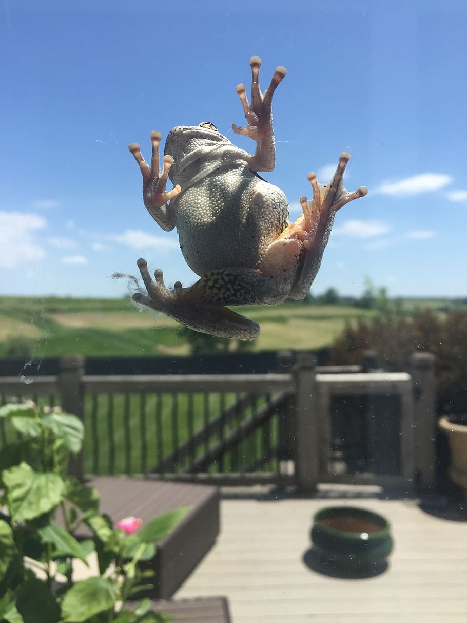 frog, green, outside, window, glass, nature, sky, day, sunlight HD wallpaper