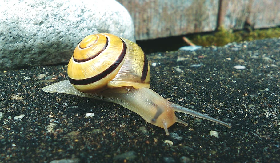 rock, stone, snail, animal, shell, gastropod, mollusk, animal wildlife HD wallpaper