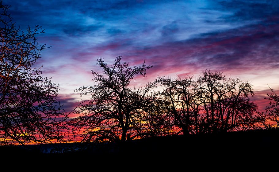 silhouette of trees, sunrise, back light, landscape, nature HD wallpaper