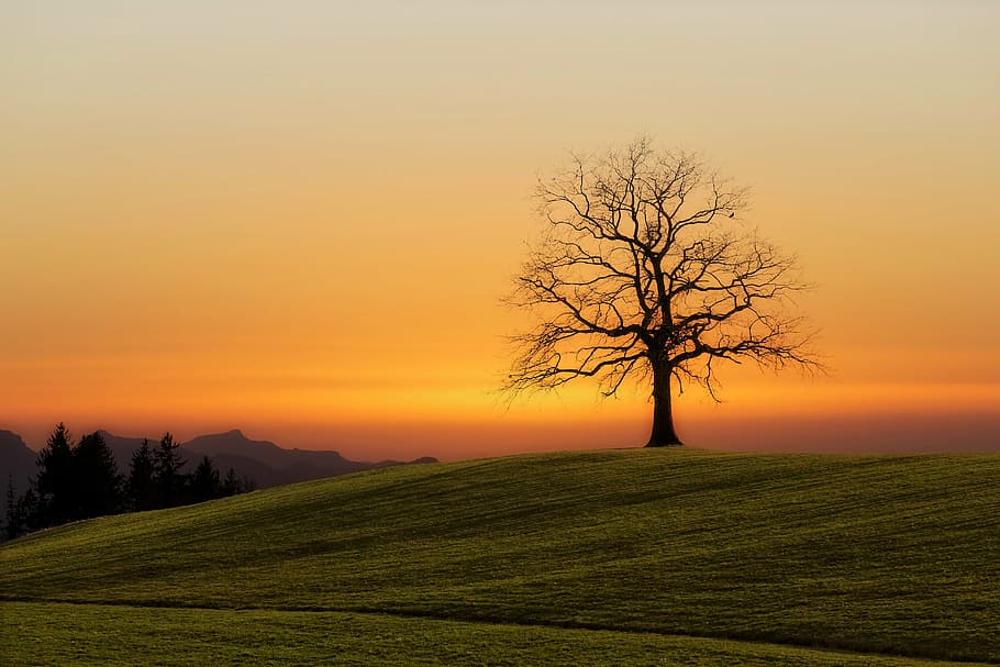 silhouette of bare tree at sunset, green, grass, field, farm HD wallpaper