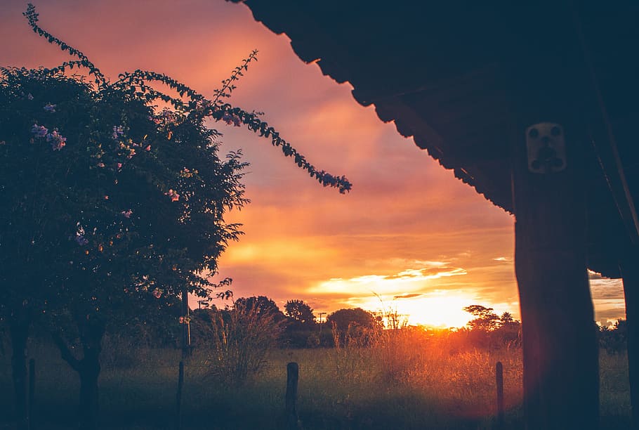 sunset, dusk, field, grass, trees, nature, rural, countryside HD wallpaper